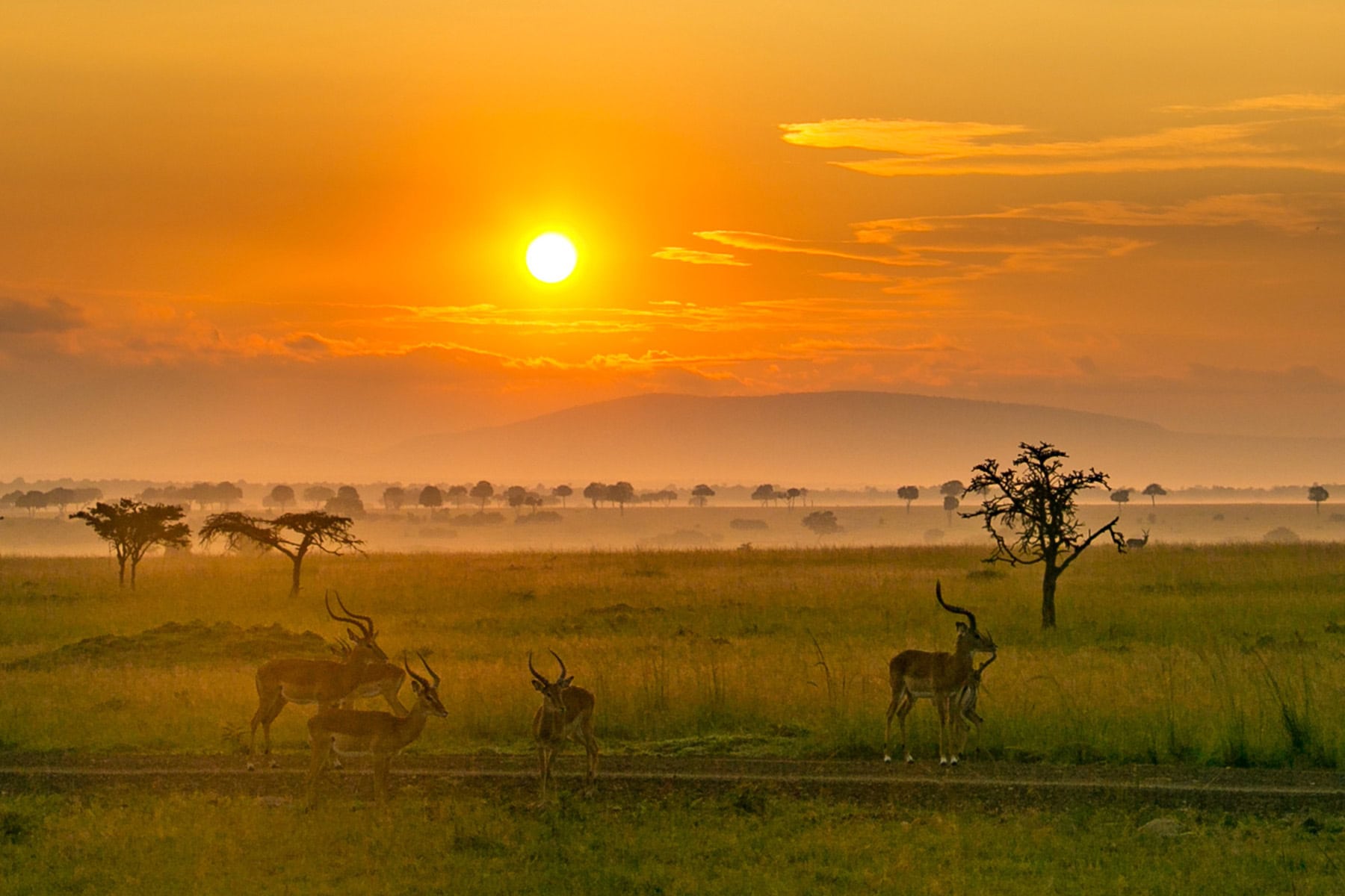 antiloper i Afrika på savannen i solnedgång