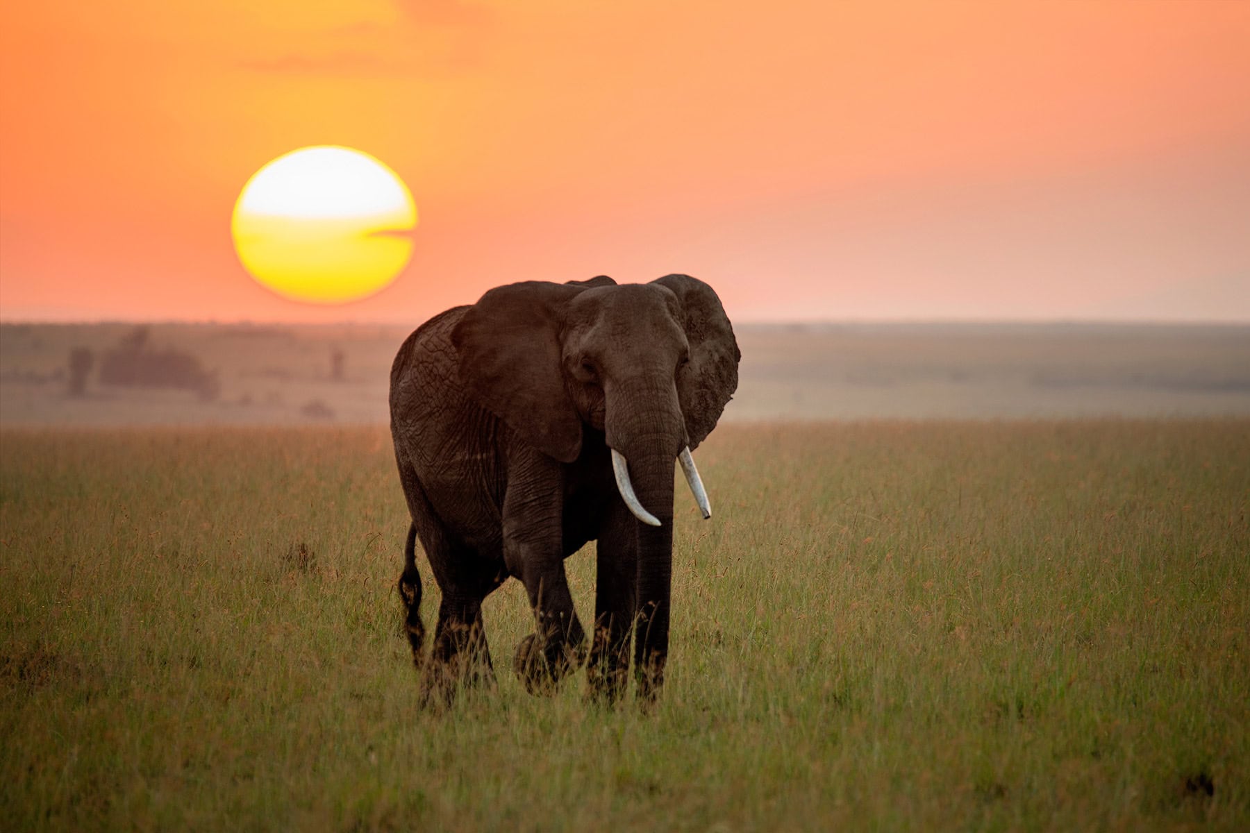 en elefant so m går på savannen i Afrika med sol i bakgrunden