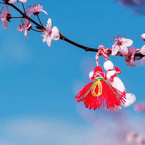 Körsbärsblomning i Bulgarien mot blå himmel