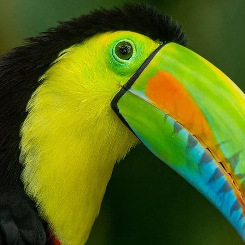 En färgrik fågel i djungeln i Colombia i Sydafrika