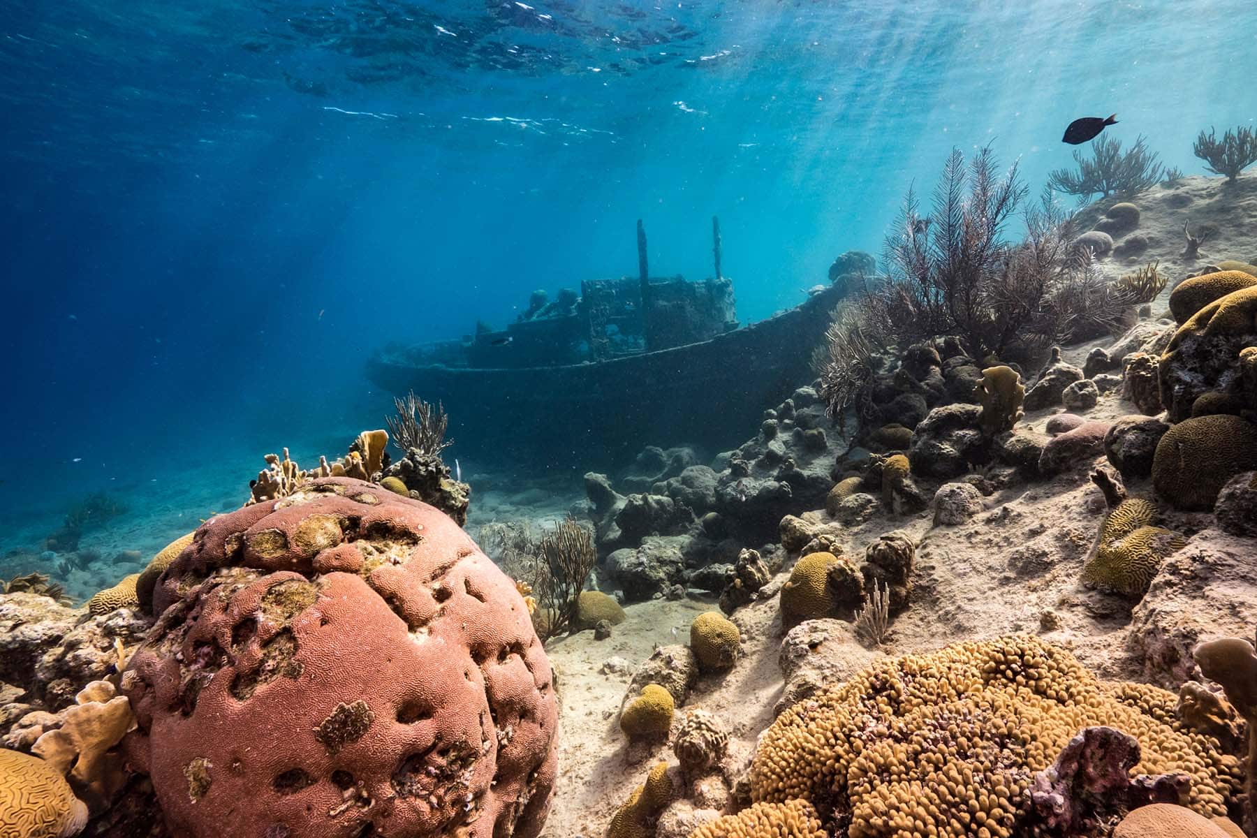 Ett vrak på havets botten vid Curacao bakom korallrev