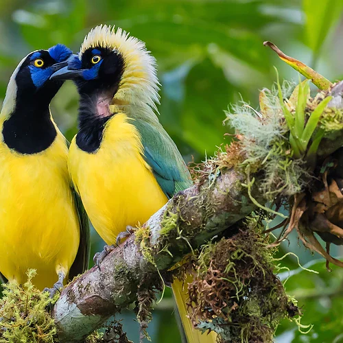 Ett fågelpar i gula färger på en gren i djungeln i Ecuador