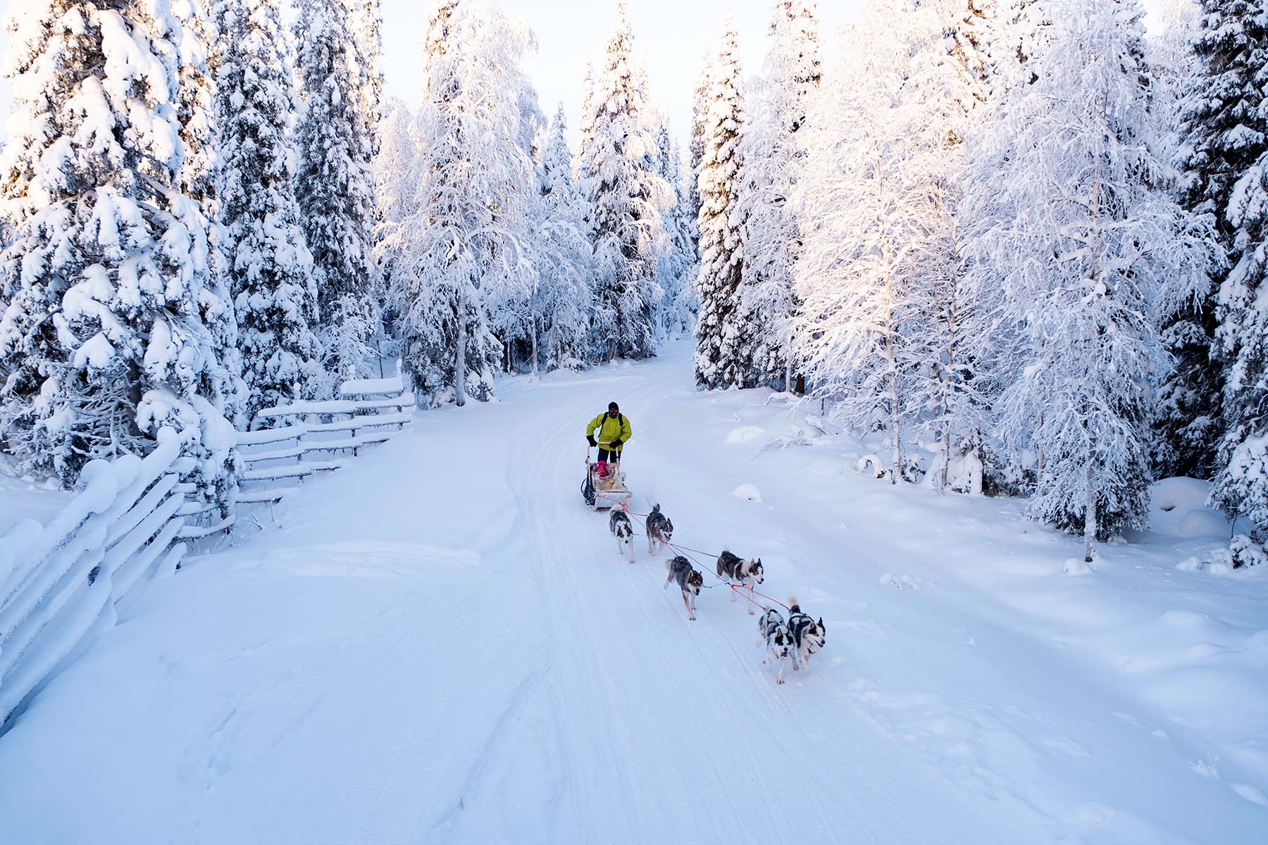hundsläde i vinternatur i Finland