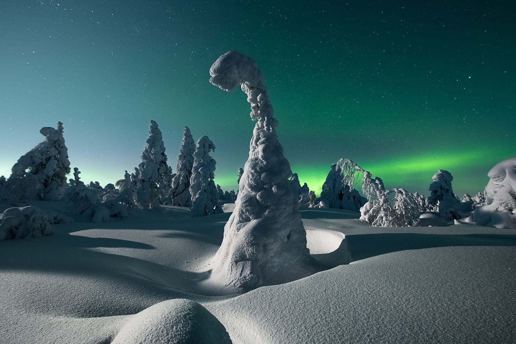 en insnöad gran i Finland med norrsken i bakgrunden