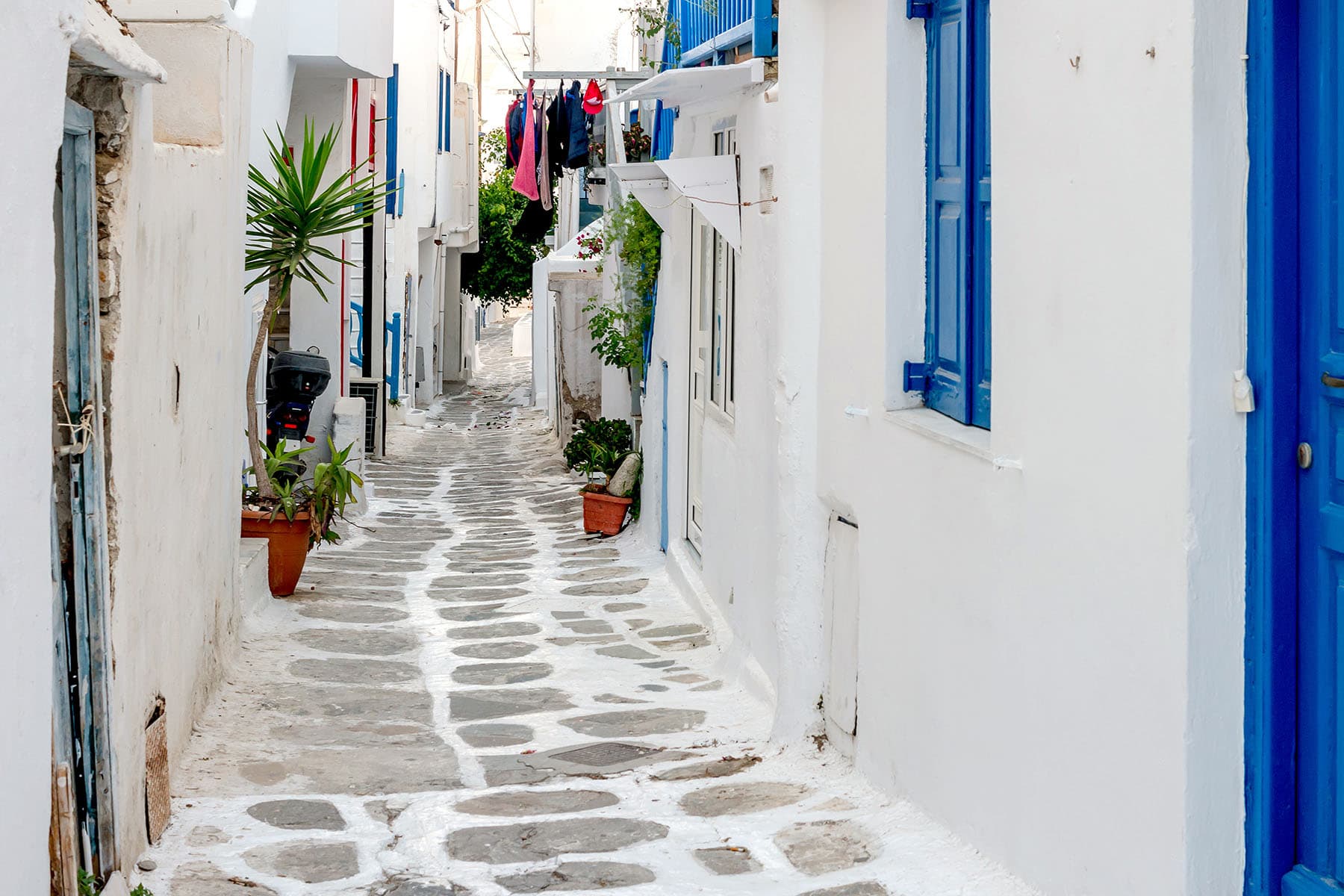 en gata omgiven av vita och blåa färger i Grekland
