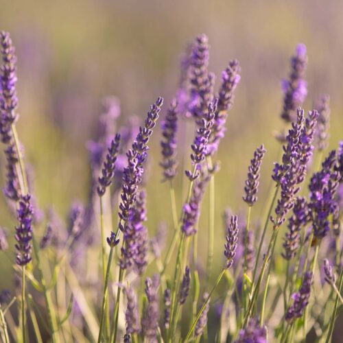 Luktar lavendel i en solig trädgård under sommaren.