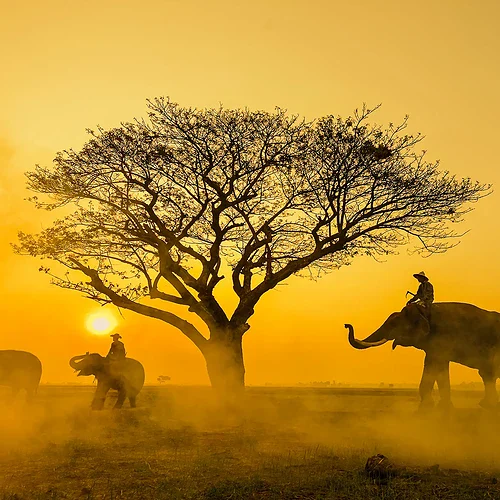 Silhuetter av elefanter och ett stort träd vid solnedgången i Indien, med en varm orange himmel och dimma på marken.