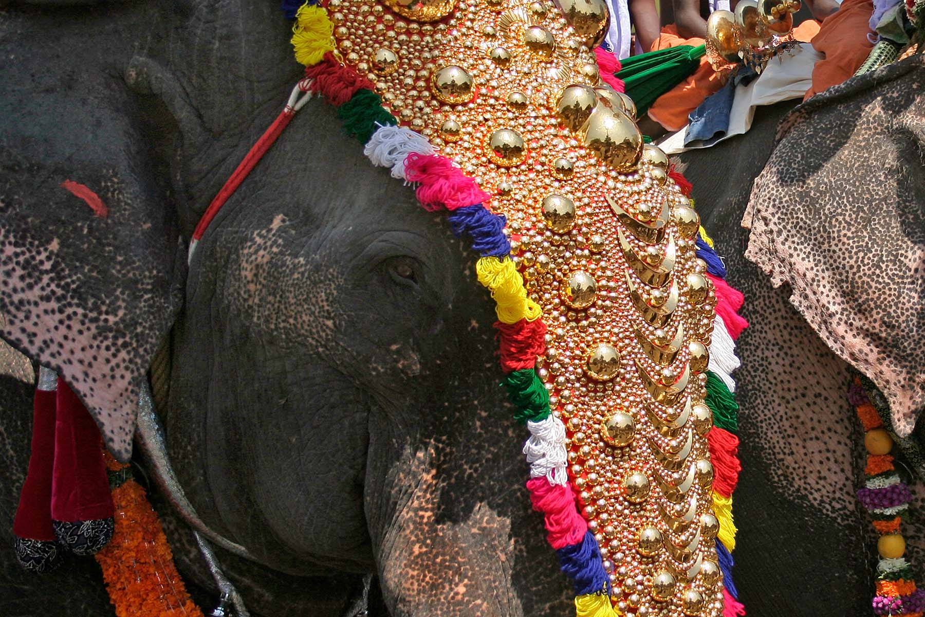 utsmyckade elefanter i INdien