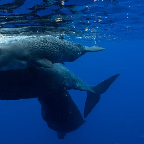 En val simmar med sin unge i havet vid Reunion