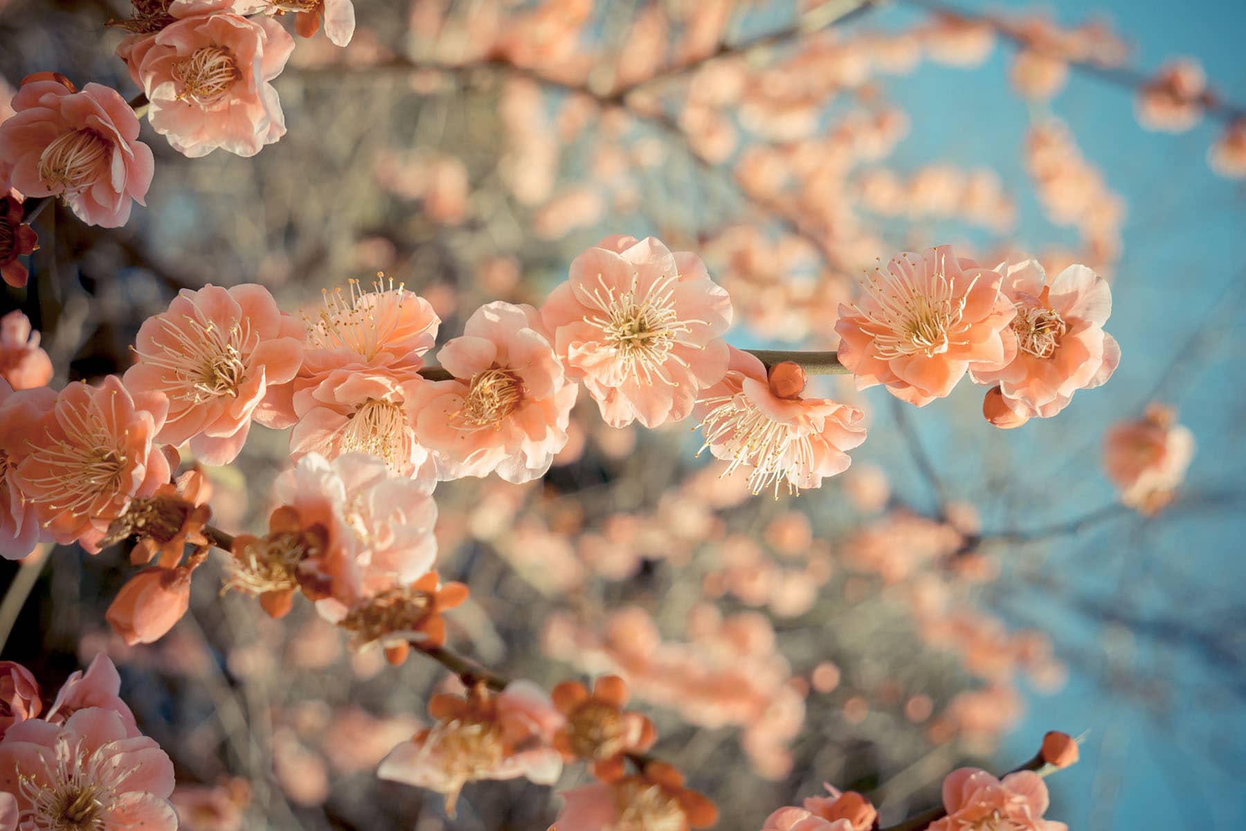 Körsbärsblommor persikefärgade  