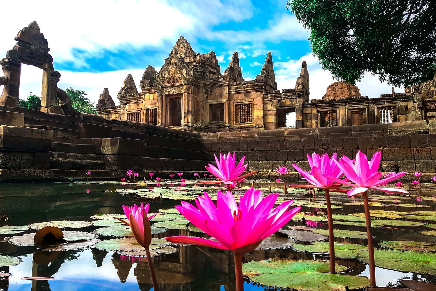 Tempel i Angkor Wat med rosa lotusblommor i fronten