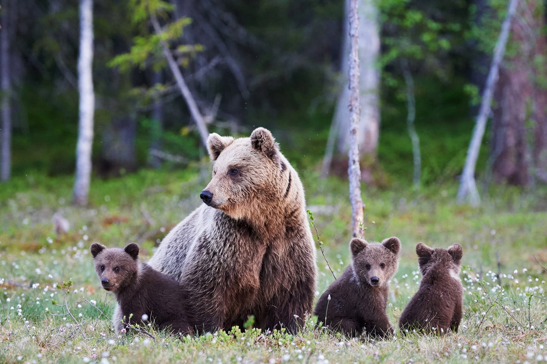 En brunbjörn familj i Kanadas skogar