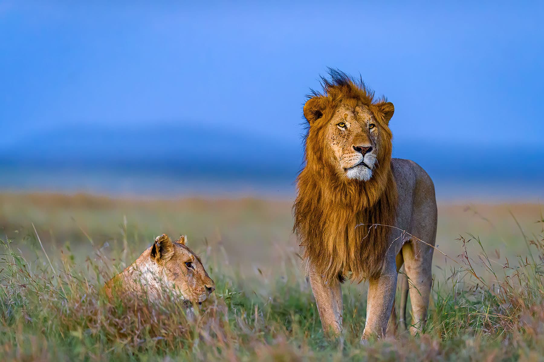 lejon han och hona i Kenya