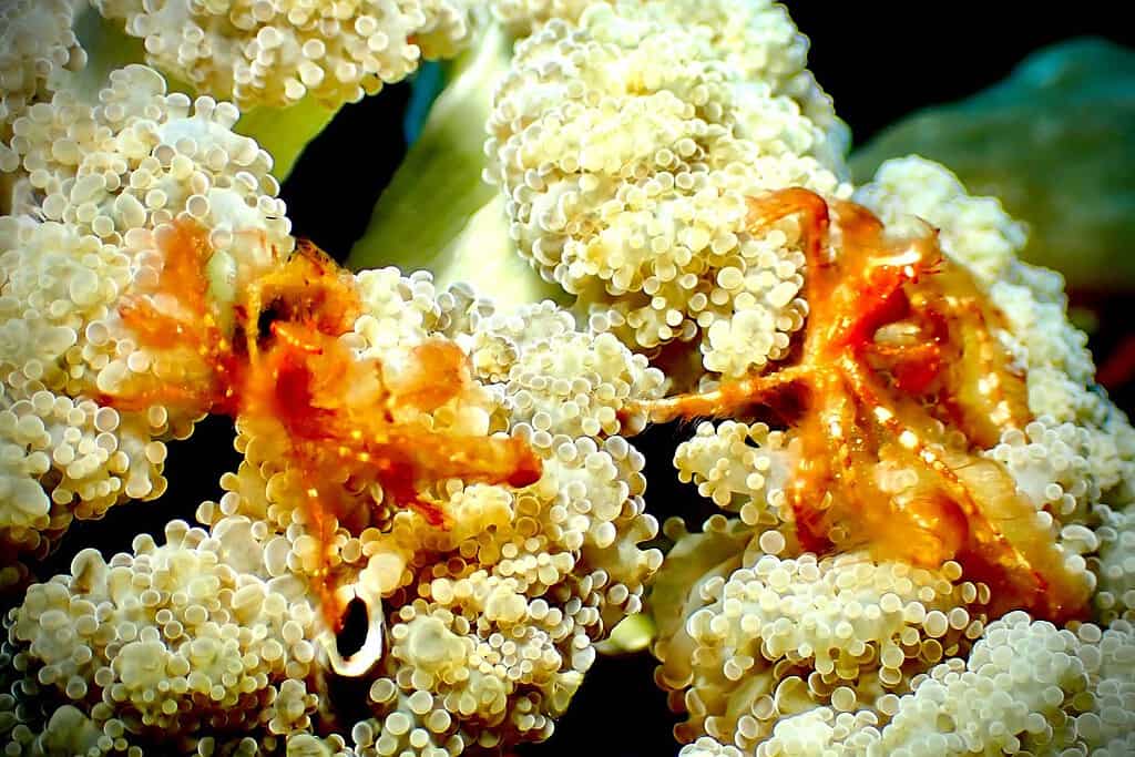 färgrika koraller på lombok