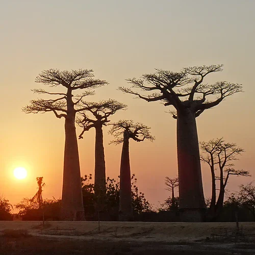 Baobab träder på Madagaskar i vacker solnedgång