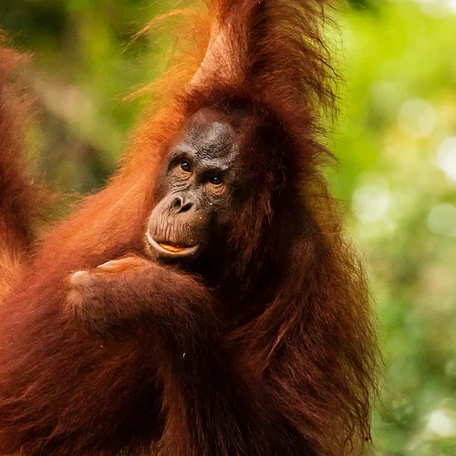 Gorilla som hänger i träd i en grön skogsmiljö.