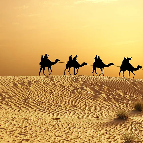 Kameler i Marocko på en sanddyna