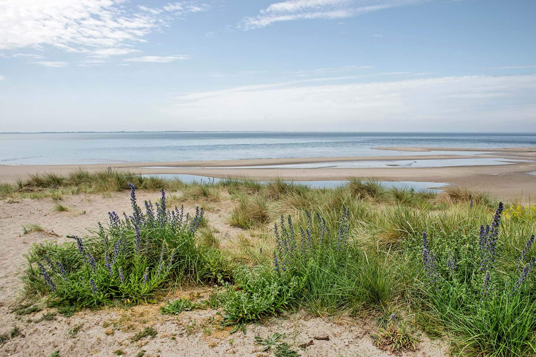 en strand i Nederländerna med lavendel i förgrunden