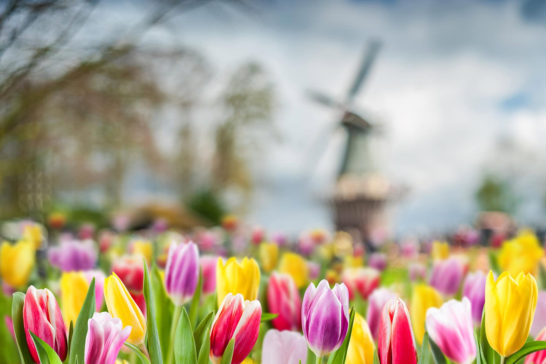 Färgrika tulpaner i Nederländerna
