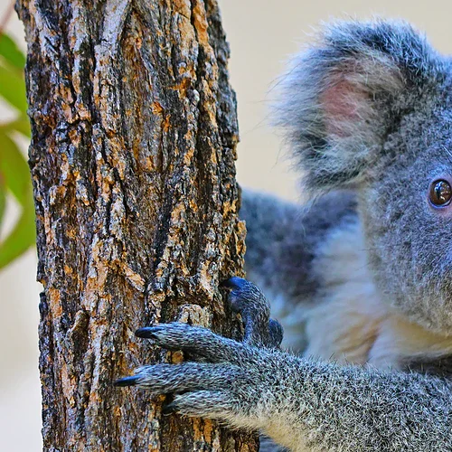En koala i ett träd i Australien som tittar nyfiket