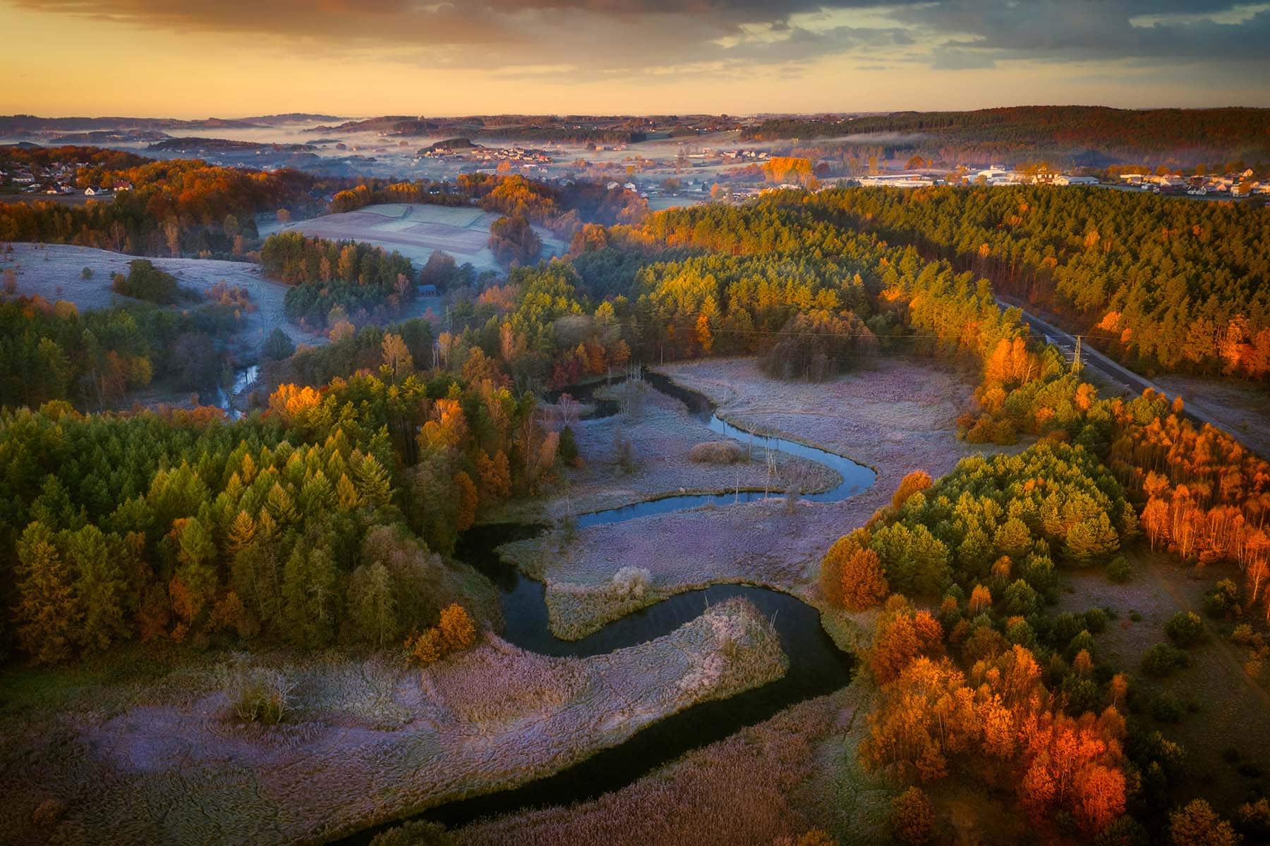 skog i polen med träder i grönt och rött