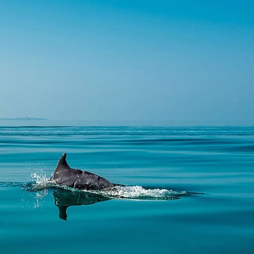 Travel to Benguerra Island see dolphins
