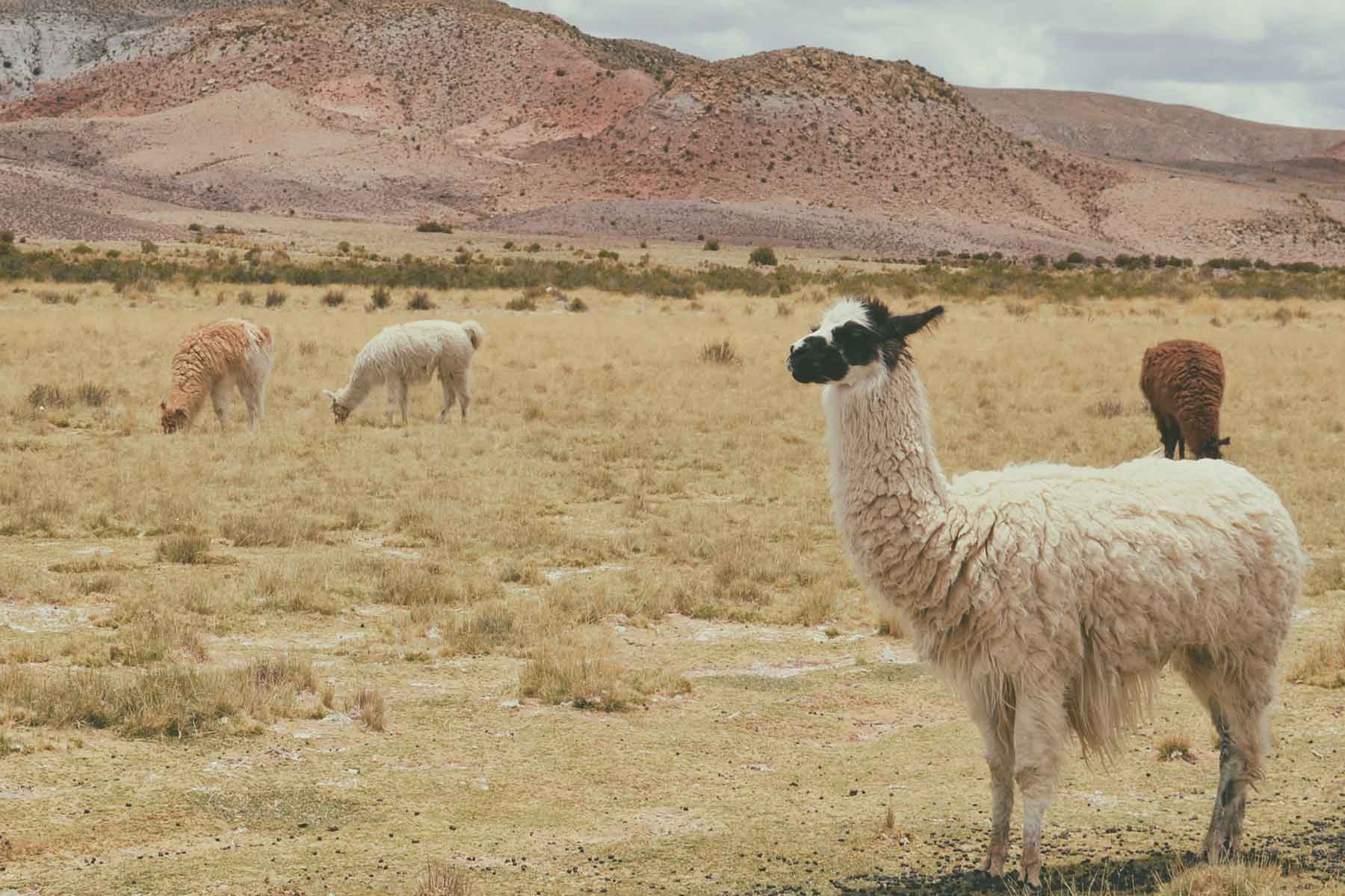 Resor-till-Bolivia-med-Nygren-&-Lind-Resebyrå---lama-på-slätten