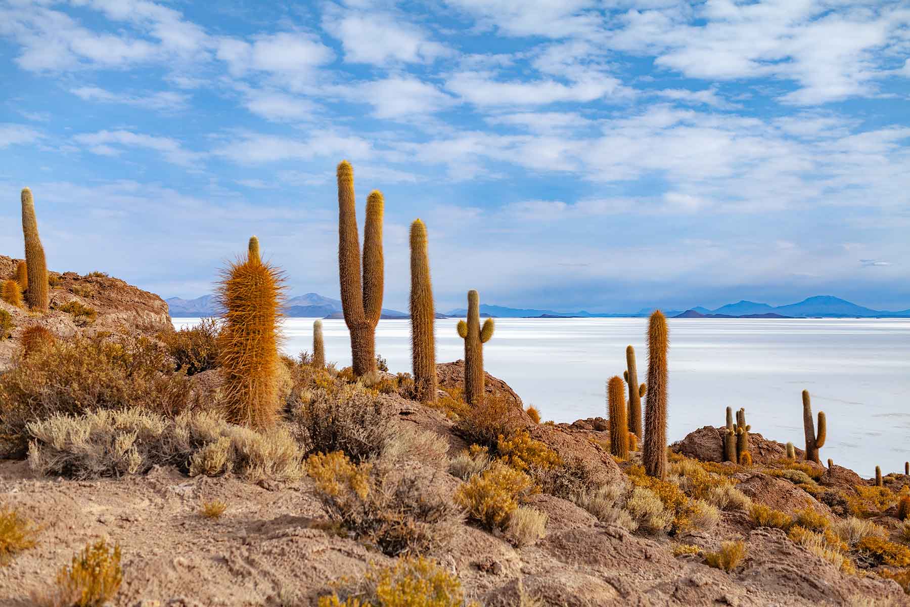 Resor-till-Bolivia-med-Nygren-&-Lind-Resebyrå--öken-kaktus