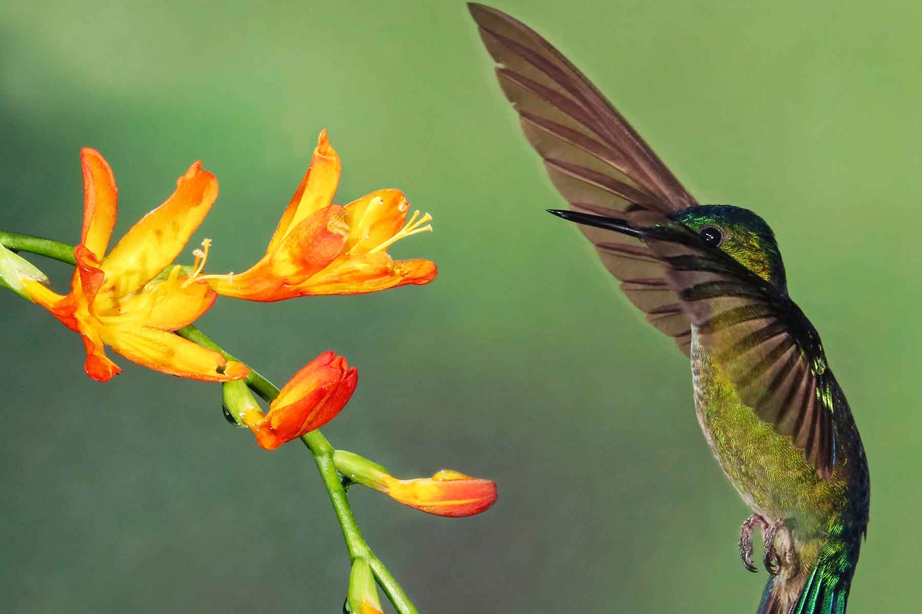 Resor-till-Ecuador-med-Nygren-&-Lind-Resebyrå---kolibri