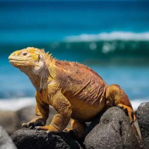 leguana i galapagos i sydemarika