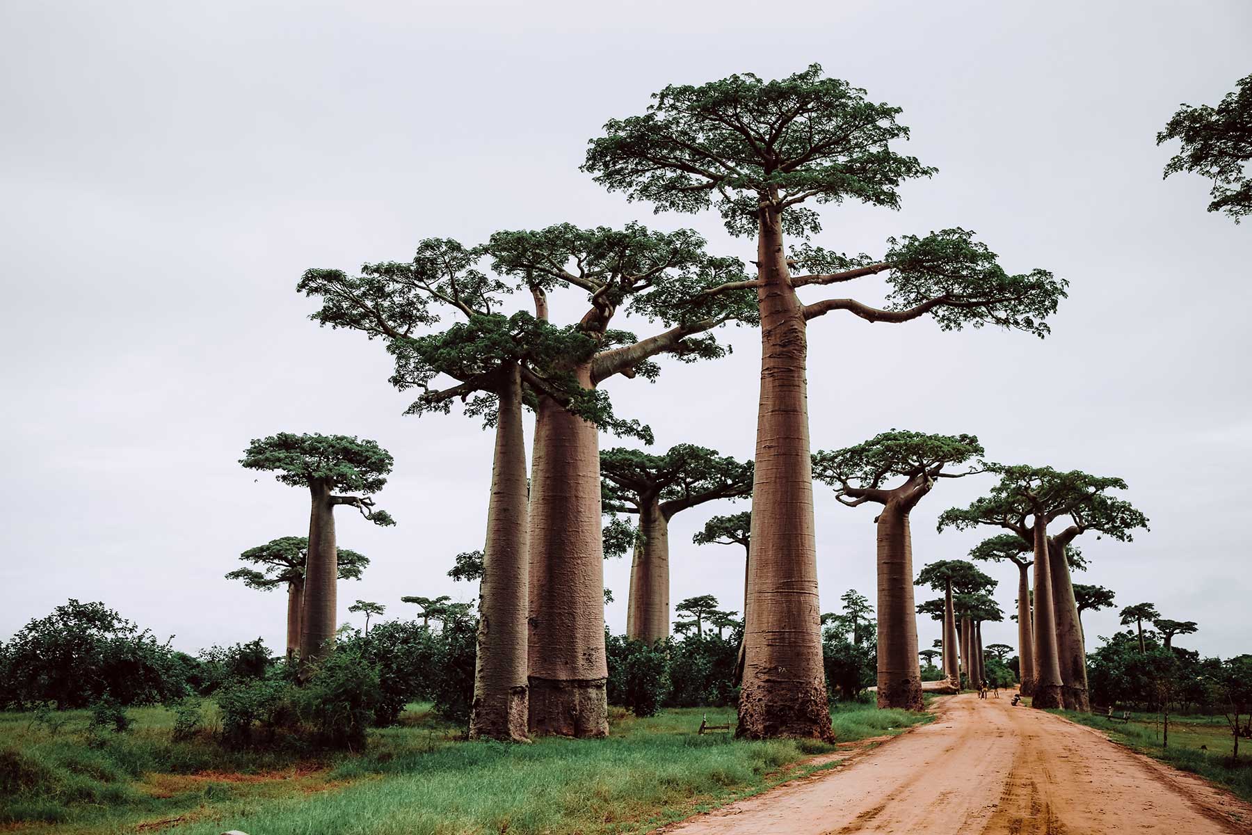 Resor-till-Madagaskar---träd---Nygren-Lind-Resebyrå