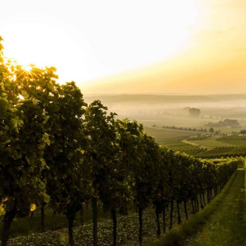 Wine tours with visits to famous wine regions - Nygren & Lind Resebyrå