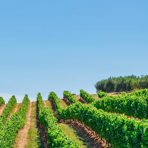 Vinstockar i en vinodling under klarblå himmel, visar en välskött odling med gröna rankor och tydliga vinrader. Perfekt för vinproduktion och landskapsfotografi.