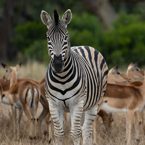 Zebra och antiloper tillsammans i Sydafrika
