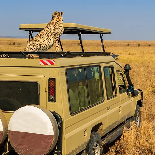 En gepard på en jeep på en safari i Tanzanias Serengeti