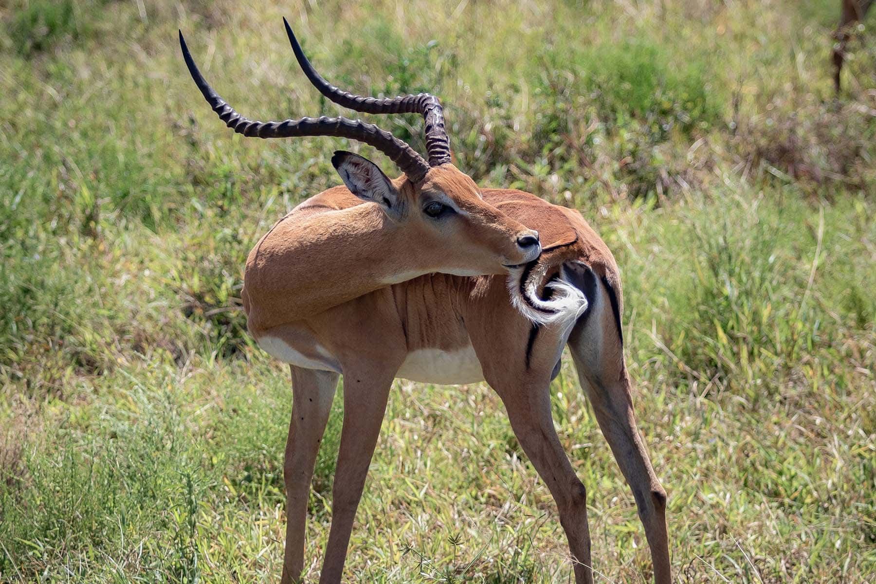 en gaselle på safari i Tanzania