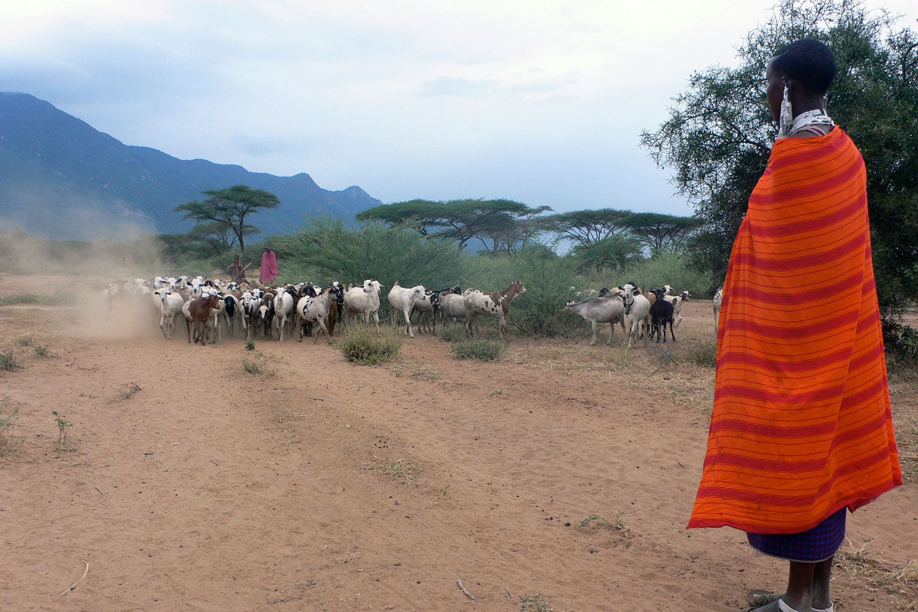 en bonde i Tanzania passar sina getter