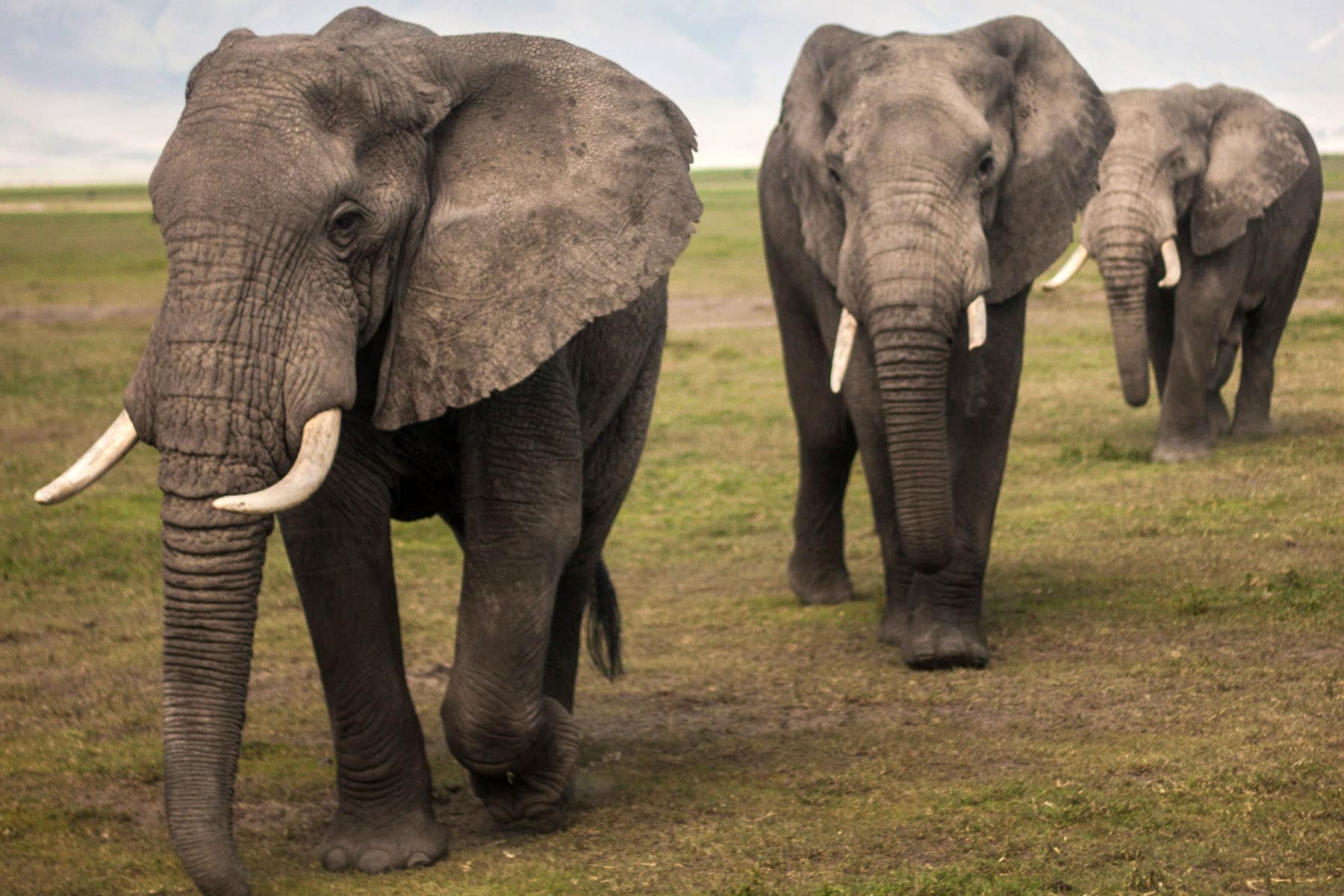 elefanter upptäcks på safari i Tanzania