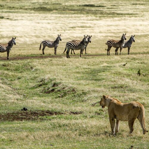A lion hunting zebras