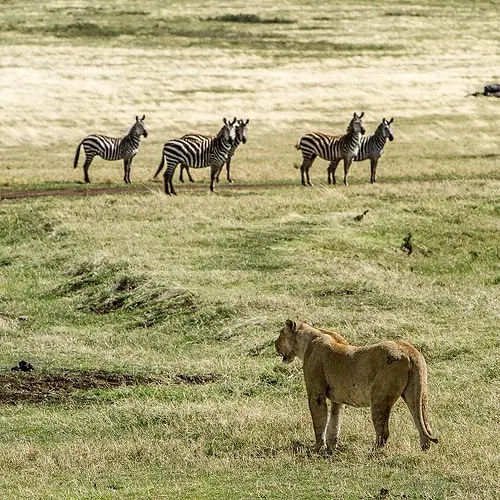 A lion hunting zebras