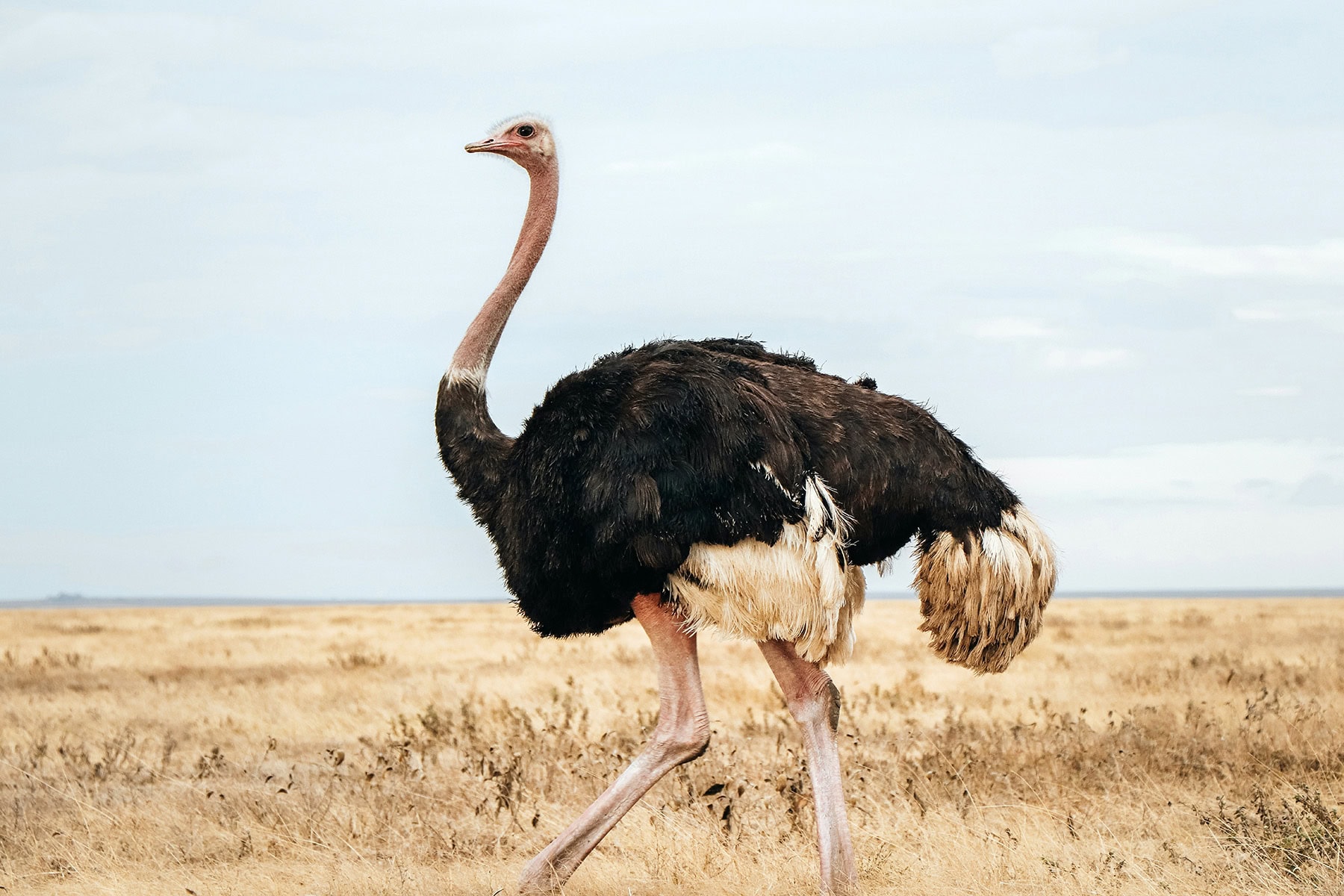 en struts på savannan i Tanzania