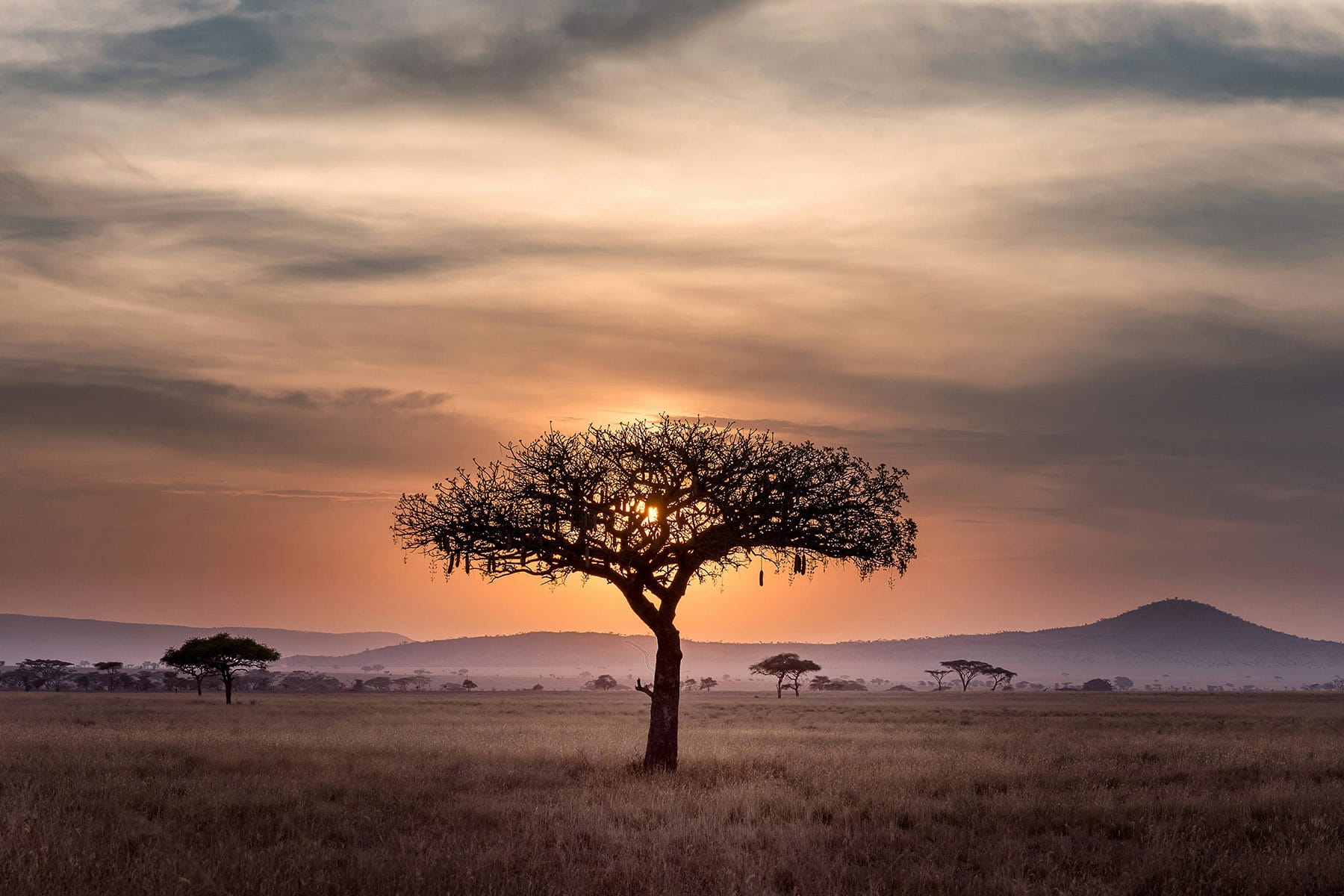en vacker bild av savannan i Tanzania i solnedgång