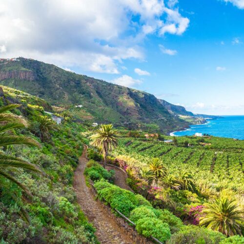 beautiful and green nature in a valley in Tenerife