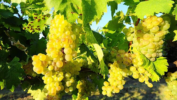 Vita druvor på vinranka i Toscana, perfekt för vinälskare att utforska.