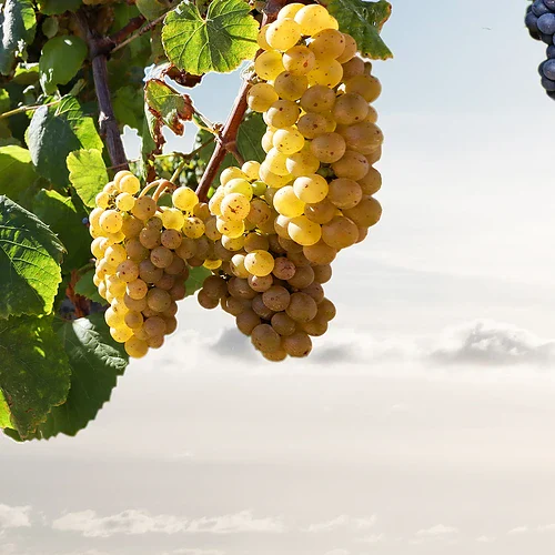 Gröna och blå druvor på en vingård i Napa Valley i USA