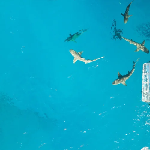En båt med dykare som har hajar runt båten på Bahamas, Västindien