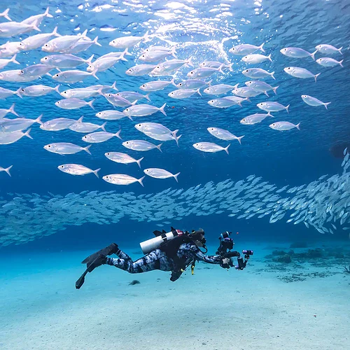 En dykare under en stim med fisk i ett blått have vid Curacao i Västindien