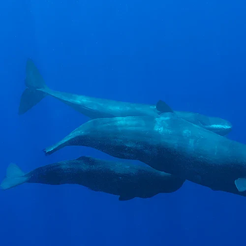 Valar som simmar i ett blått hav vid Dominica i Västindien