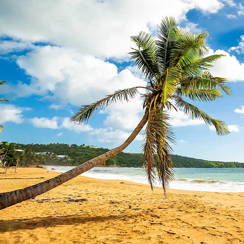 en palm på en vit strand på Puerto Rico i Västindien