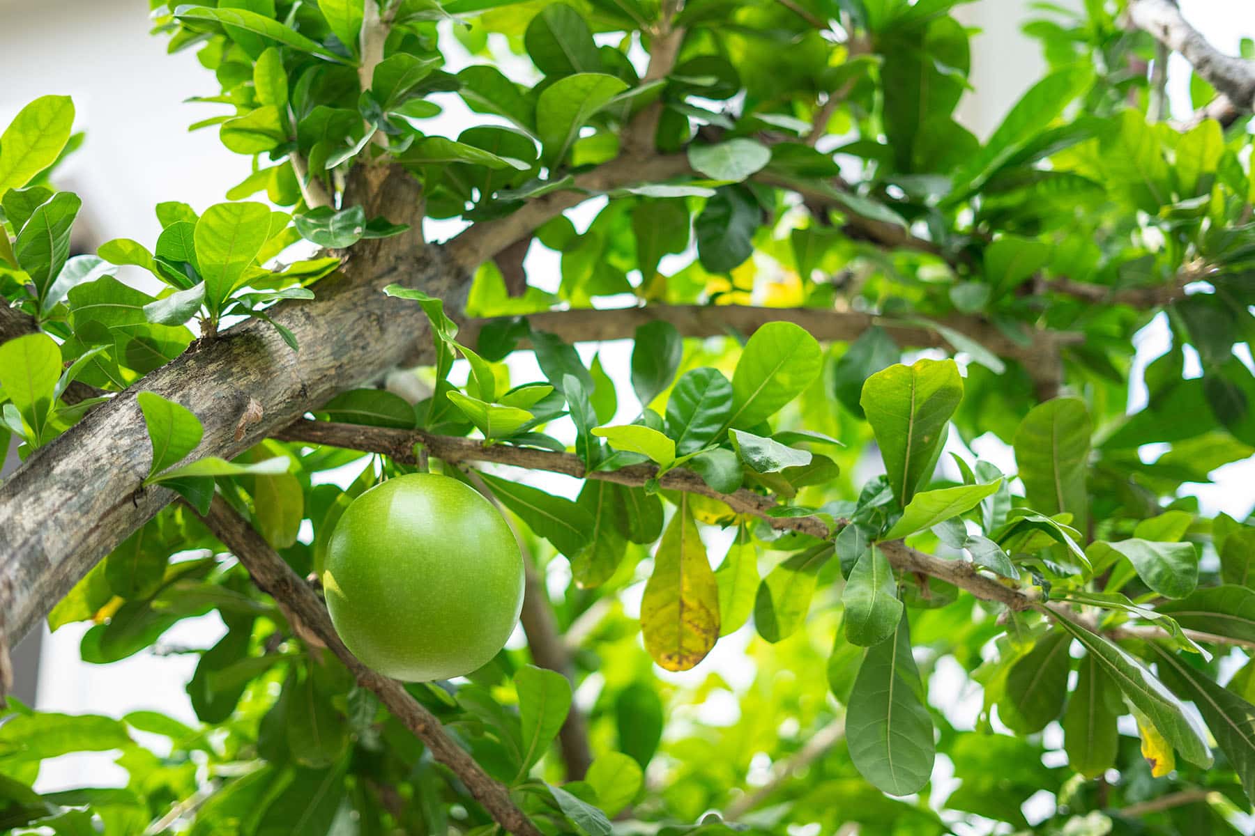 ett grön äpple